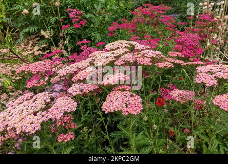 Nahaufnahme von rosa und roten achillea achelleas millefolium Yarrow Pflanzen, die Blumen wachsen, die an einer Gartengrenze im Sommer England Großbritannien blühen Stockfoto