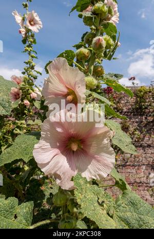 Nahaufnahme von blassrosa Hollyhock Hollyhocks Blumen wachsen in einer Landhausgärten Grenze im Sommer England UK Vereinigtes Königreich GB Großbritannien Großbritannien Stockfoto