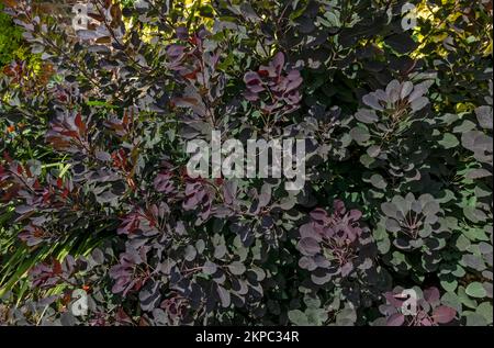 Nahaufnahme des königlichen lilafarbenen Rauchbuschs anacardiaceae cotinus coggygria Blätter wachsen an einer Grenze im Sommer England Vereinigtes Königreich GB Großbritannien Großbritannien Stockfoto