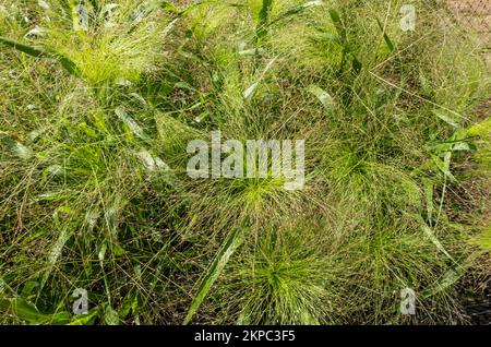 Nahaufnahme von Panicum elegans poaceae Grasgras hinterlässt Pflanzen, die im Sommer an der Grenze wachsen England Vereinigtes Königreich GB Großbritannien Stockfoto