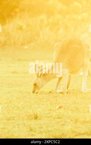 Goldenes Tierfoto auf einem australischen Känguru am späten Nachmittag im Grasland. Aufgenommen: Point Lookout, North Stradbroke Island, Queensland, Australi Stockfoto
