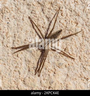 Pisaura mirabilis, European Nursery Web Spider Stockfoto