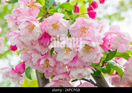 Dekorativer Apfelbaum Malus 'Van Eseltine' Blüte in Pruhonice, Tschechische Republik am 6. Mai 2022. (CTK Photo/Libor Sojka) Stockfoto