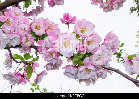 Dekorativer Apfelbaum Malus 'Van Eseltine' Blüte in Pruhonice, Tschechische Republik am 6. Mai 2022. (CTK Photo/Libor Sojka) Stockfoto