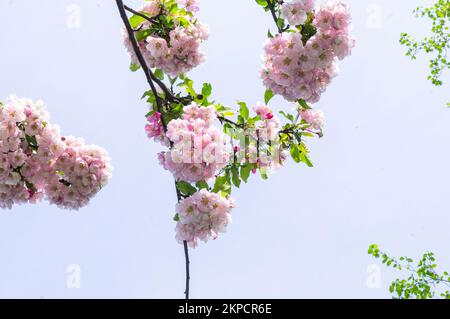 Dekorativer Apfelbaum Malus 'Van Eseltine' Blüte in Pruhonice, Tschechische Republik am 7. Mai 2022. (CTK Photo/Libor Sojka) Stockfoto