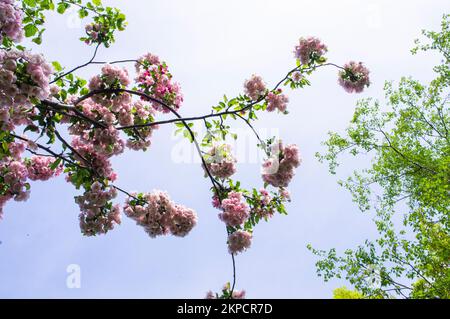 Dekorativer Apfelbaum Malus 'Van Eseltine' Blüte in Pruhonice, Tschechische Republik am 7. Mai 2022. (CTK Photo/Libor Sojka) Stockfoto