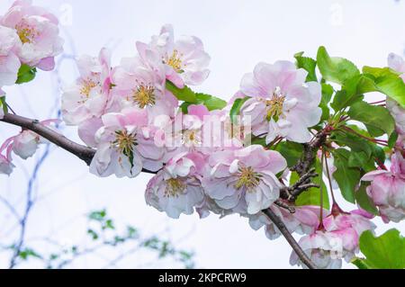 Dekorativer Apfelbaum Malus 'Van Eseltine' Blüte in Pruhonice, Tschechische Republik am 7. Mai 2022. (CTK Photo/Libor Sojka) Stockfoto