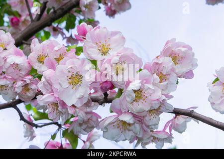 Dekorativer Apfelbaum Malus 'Van Eseltine' Blüte in Pruhonice, Tschechische Republik am 7. Mai 2022. (CTK Photo/Libor Sojka) Stockfoto