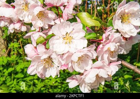 Dekorativer Apfelbaum Malus 'Van Eseltine' Blüte in Pruhonice, Tschechische Republik am 9. Mai 2022. (CTK Photo/Libor Sojka) Stockfoto