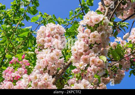 Dekorativer Apfelbaum Malus 'Van Eseltine' Blüte in Pruhonice, Tschechische Republik am 9. Mai 2022. (CTK Photo/Libor Sojka) Stockfoto