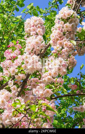 Dekorativer Apfelbaum Malus 'Van Eseltine' Blüte in Pruhonice, Tschechische Republik am 9. Mai 2022. (CTK Photo/Libor Sojka) Stockfoto