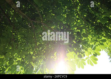 Sonnenlicht, das durch die Blätter des Baumes sickert Stockfoto