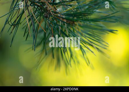 Abstrakter Zweig grüner Fichte auf sonnenbeleuchtetem Hintergrund Stockfoto