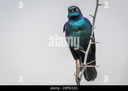 Eine Nahaufnahme eines Kaps-Hochglanzstarlings, Lamprotornis nitens. Südafrika. Stockfoto