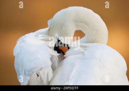 Ein stummer Schwan prahlt im wunderschönen goldenen Licht eines Sonnenaufgangs im Januar in Whitlingham Broad, Norfolk, Großbritannien. Stockfoto