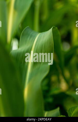 Junge Maispflanze und üppige, leuchtend grüne Blätter im Garten des Hauses. Mais ist ein hohes Pflanzengras mit großen Ohren und vielen Samen oder Kernen. Stockfoto