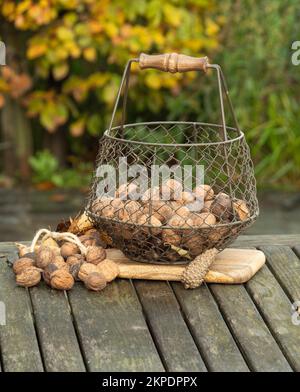 Walnüsse in einem eisernen, antiken Korb auf einem Holztisch mit Kastanien und Walnüssen daneben Stockfoto