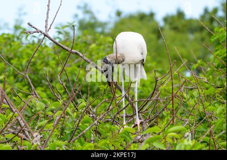 Holzstorch (Mycteria americana), Gebäude auf dem Nest in Tree, Wakodahatchee Feuchtgebiet, Florida, USA. Stockfoto