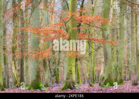 Farbenfrohe Bäume in Winterlandschaft, Sauerland, Deutschland. Stockfoto