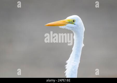 Great Egret (Ardea alba) Porträt aus nächster Nähe, Tarcoles River, Costa Rica. Stockfoto