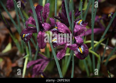 Eine Naht lila Irisblüten, bedeckt mit Wassertropfen, die draußen wachsen Stockfoto