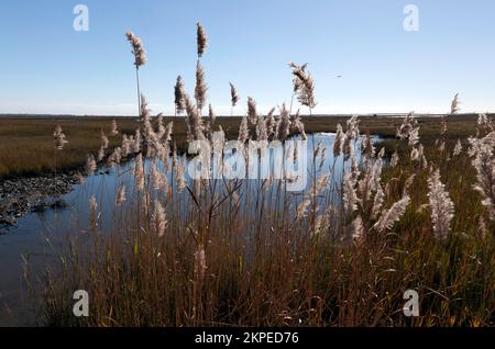 Blick vom Besucherzentrum der Wallops Island Flight Facility der NASA mit Blick auf Watts Bay in Richtung der Raketenabschussanlage auf Wallops Island. Stockfoto