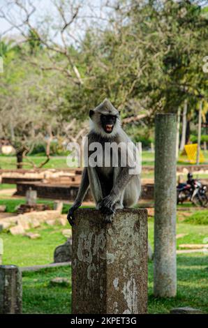 Mönche waren überall. Im Zentrum Sri Lankas. Stockfoto