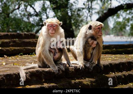 Mönche waren überall. Im Zentrum Sri Lankas. Stockfoto