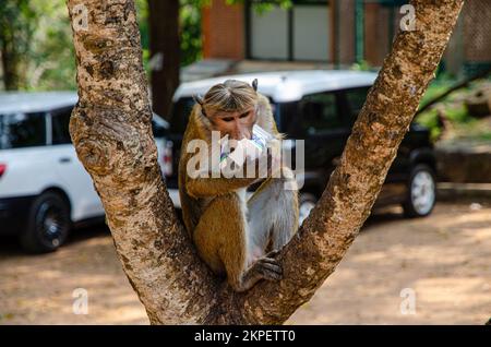 Mönche waren überall. Im Zentrum Sri Lankas. Stockfoto