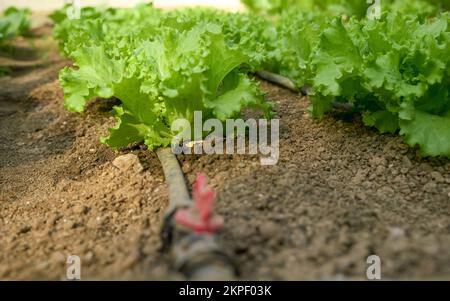 Hausgemachte Kopfsalatpflanzen, die nach hauseigenen Gewächshausbiologischen Methoden angebaut werden. Installiertes automatisches Tropfbewässerungssystem. Heimgärtnern. Griechenland. Stockfoto