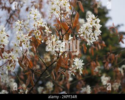 Amelanchier Lamarckii blüht Stockfoto