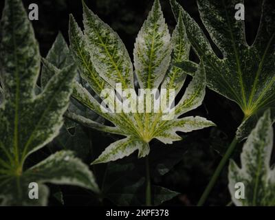 Nahaufnahme der bunten Blätter von Fatsia japonica „Spider's Web“ (Ölpflanze Caster) vor dunklem Hintergrund Stockfoto