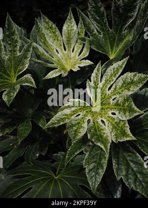 Nahaufnahme der bunten Blätter von Fatsia japonica „Spider's Web“ (Ölpflanze Caster) vor dunklem Hintergrund Stockfoto