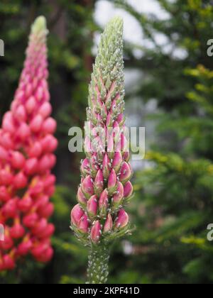 Lupinus „Terracotta“-Blütenspitze bedeckt mit Lupinenblattläuse (Macrosiphum albifrons) Stockfoto