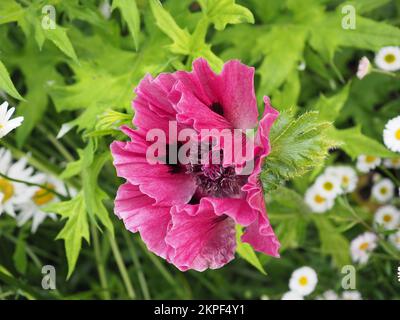 Nahaufnahme der Papaver Oriale „Patty's Plum“ Mohnblume an der Landhausgartengrenze Stockfoto