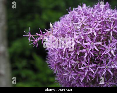 Nahaufnahme des Blumenkopfes Allium x „Globemaster“ mit ungewöhnlichen hervorstehenden Blumen/Metapher für außergewöhnliches Wachstum Stockfoto