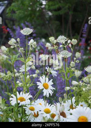 Astrantia Major „Alba“ Blumen in einer ewigen Grenze mit Leucanthemum „Wirral Supreme“ im Vordergrund und Salvia „May Night“ im Hintergrund Stockfoto