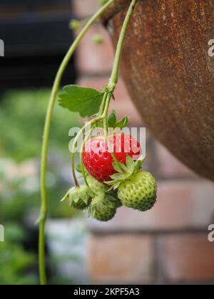 Reife Erdbeeren, die in einem Hängekorb wachsen Stockfoto
