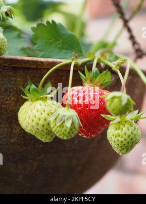 Reife Erdbeeren, die in einem Hängekorb wachsen Stockfoto