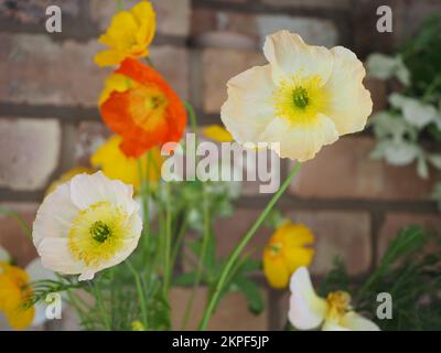 Nahaufnahme von unterschiedlich gefärbtem isländischen Mohn (Papaver Nudicaule „Champagner Bubbles Mix“) vor einer Ziegelwand Stockfoto