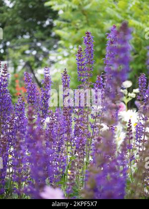 Nahaufnahme von Salvia x sylvestris 'May Night' oder 'Mainacht' (Holzsalbei) Blumen Stockfoto