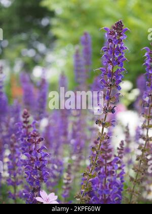 Nahaufnahme von Salvia x sylvestris 'May Night' oder 'Mainacht' (Holzsalbei) Blumen Stockfoto