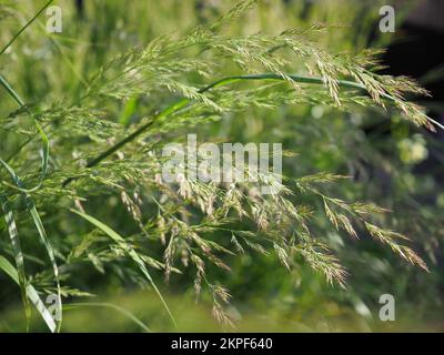 Nahaufnahme der neu eröffneten Blumenköpfe von Calamagrostis x Acutiflora „Karl Foerster“ Gras in der Sonne (Federschildgras) Stockfoto