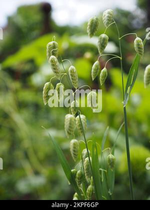 Nahaufnahme der Blüten von Briza maxima (größeres Quaking Grass) in der Sonne Stockfoto