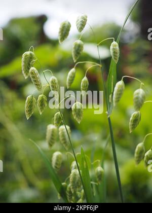 Nahaufnahme der Blüten von Briza maxima (größeres Quaking Grass) in der Sonne Stockfoto