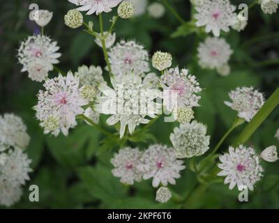 Nahaufnahme von Astrantia Major „Alba“ (Masterwort) Blumen von oben Stockfoto