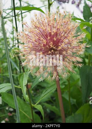 Allium „Globemaster“-Samenkopf Nahaufnahme Stockfoto