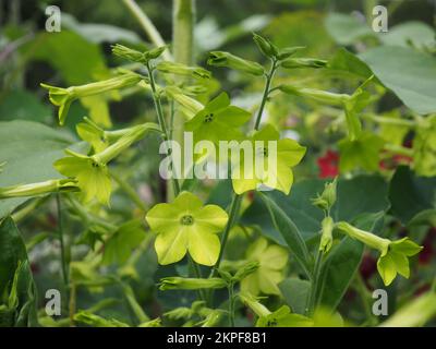 Nahaufnahme der Tabakpflanzen Nicotiana alata „Lime Green“, die wachsen Stockfoto