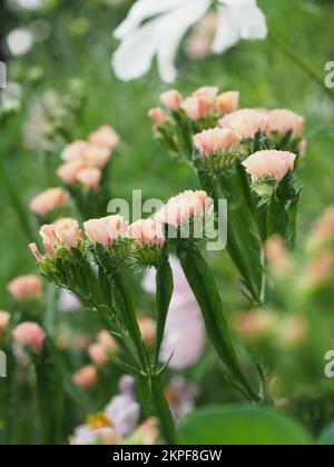 Nahaufnahme von Limonium sinuatum „QIS Apricot“ Blumen (Aprikosenzucht) Stockfoto