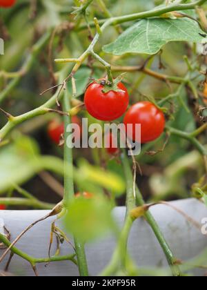 Nahaufnahme von Tomaten „Micro Cherry“, die auf der Pflanze wachsen Stockfoto